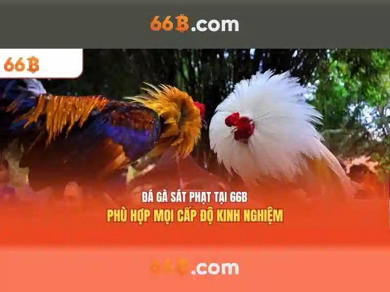 Cách Tham Gia