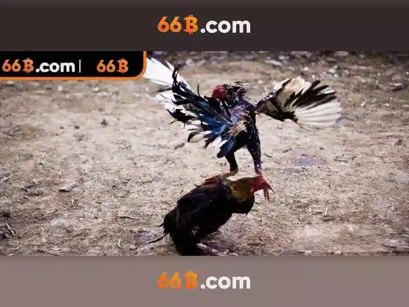 Tại sao chọn 66B